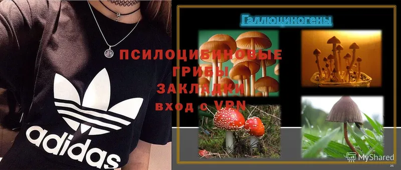 Галлюциногенные грибы Psilocybe  Елизово 